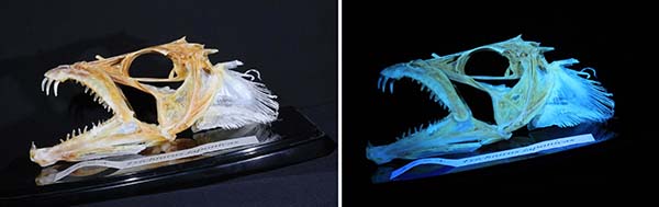 ボランティアが撮影したタチウオの頭骨標本．通常光（左）とブラックライト（右）を照射した様子